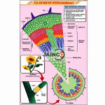 T.S. Dicot Stem Chart